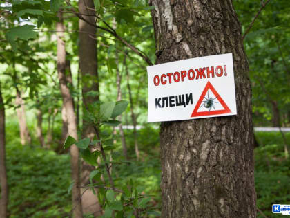 В Свердловской области активность клещей выше среднего многолетнего уровня. Каменск-Уральский держится в топе опасных территорий