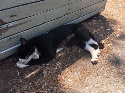 Неделя обещает быть жаркой: тепло задержится в Свердловской области