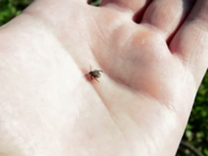 Почти пятьсот свердловчан пострадали от клещей с начала сезона