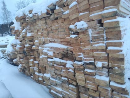 Объёмы незаконных рубок леса кратно сократились в Свердловской области в 2023 году