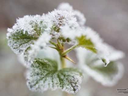 Синоптик назвал районы Среднего Урала, где в ночь на 12 июня температура воздуха будет ниже 0