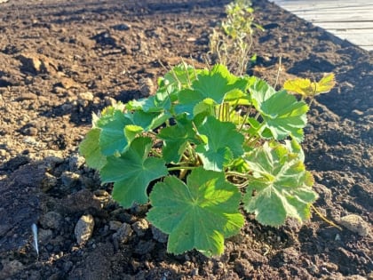 Началось озеленение Заречной набережной