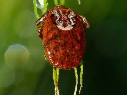 В Артемовском детей, пострадавших от клещей, почти в два раза больше, чем в прошлом сезоне