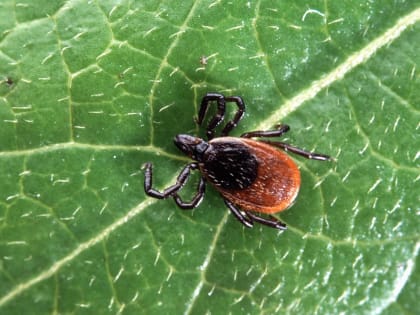 Берегитесь клещей!