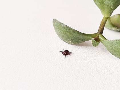 Более трех тысяч детей Свердловской области пострадали от укусов клещей с начала года