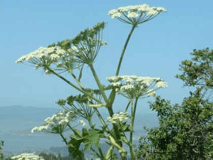 Информация о способах борьбы с борщевиком Сосновского  на землях сельскохозяйственного назначения