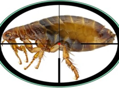 Не приятные соседи.