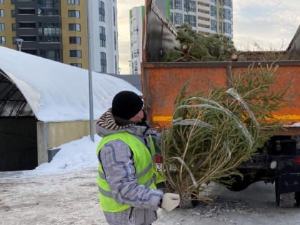 В Свердловской области «Спецавтобаза» открыла пункты сбора ёлок на переработку
