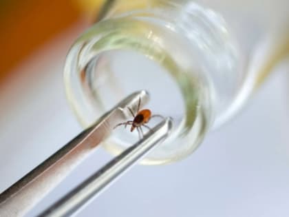 Почти 900 первоуральцев обратились в городскую больницу с укусами клещей