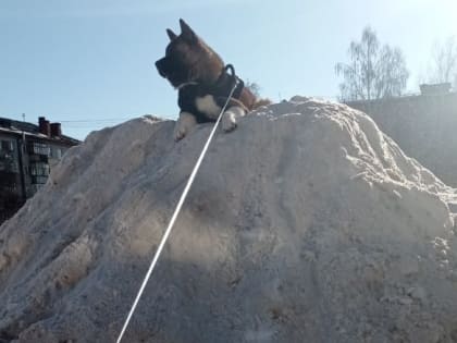 Жительница Каменска-Уральского пожаловалась на огромную кучу невывезенного снега