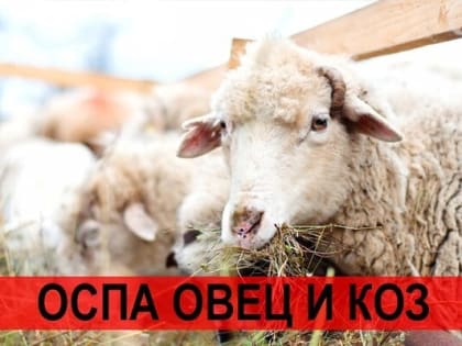 Мероприятия по профилактике оспы овец и коз