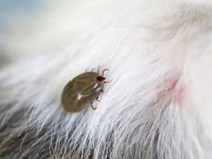 В Артемовском больше половины пострадавших от клеща - дети