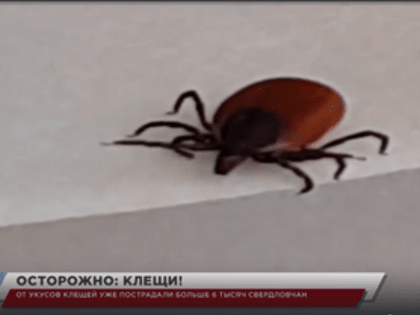 От укусов клещей уже пострадали больше 6 тысяч свердловчан