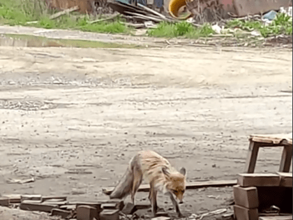 Свердловская область — один из шести регионов, где чаще всего выявляют бешенство. Что с этим можно сделать?