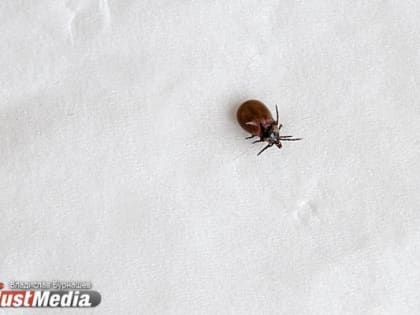 К чему снится клещ: толкование по соннику