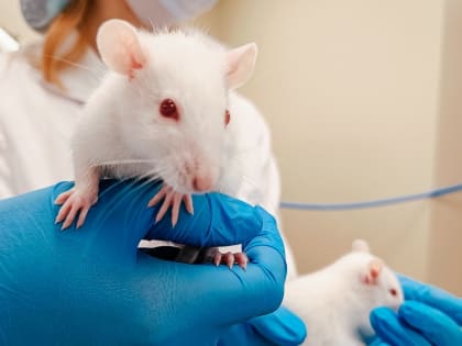 Ученые приблизились к определению минимальной дозы наномеди, опасной для организма