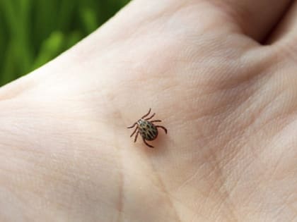 Как защитить себя от клещей? Советы терапевта