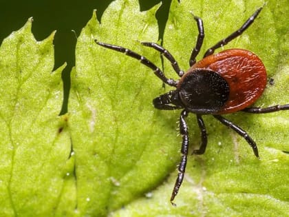 Каждый четвертый клещ – заразный