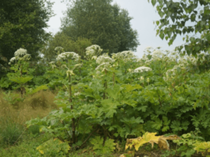 Информация о способах борьбы с борщевиком Сосновского  на землях сельскохозяйственного назначения