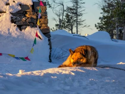 Некачественные ветеринарные препараты обнаружены в Свердловской области