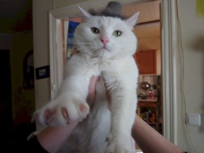 В России аптекам хотят разрешить торговать лекарствами для животных