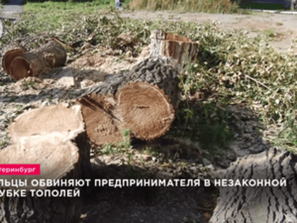 Уральцы обвиняют предпринимателя в незаконной вырубке тополей