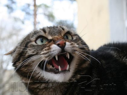 Берегитесь бешенства! Опасайтесь лис, никакого самовыгула и обязательная вакцинация