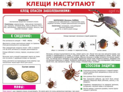 Более 800 свердловчан пострадали от клещей с начала сезона