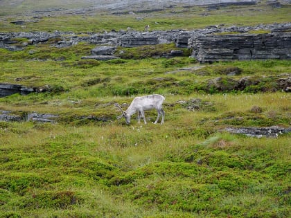 На Сахалине массово убили краснокнижных оленей. В Госдуме не исключают причастности чиновников
