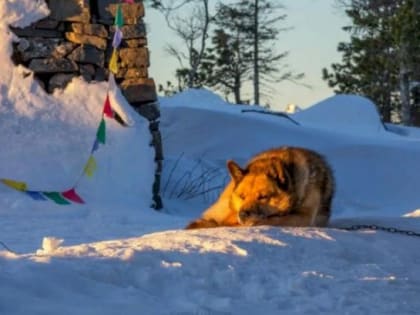 Некачественные ветеринарные препараты обнаружены в Свердловской области