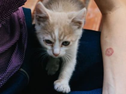 Котики милые, но стригущим лишаём заразят легко