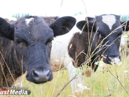 В Нидерландах зафиксированы случаи заболевания блютанга