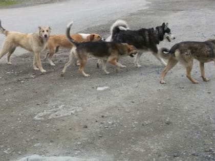 Более 330 тысяч россиян пострадали от укусов животных в прошлом году