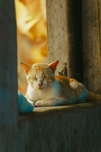 an image of something