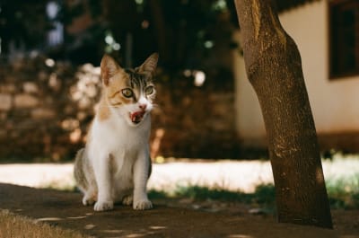 an image of something