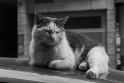 an image of something