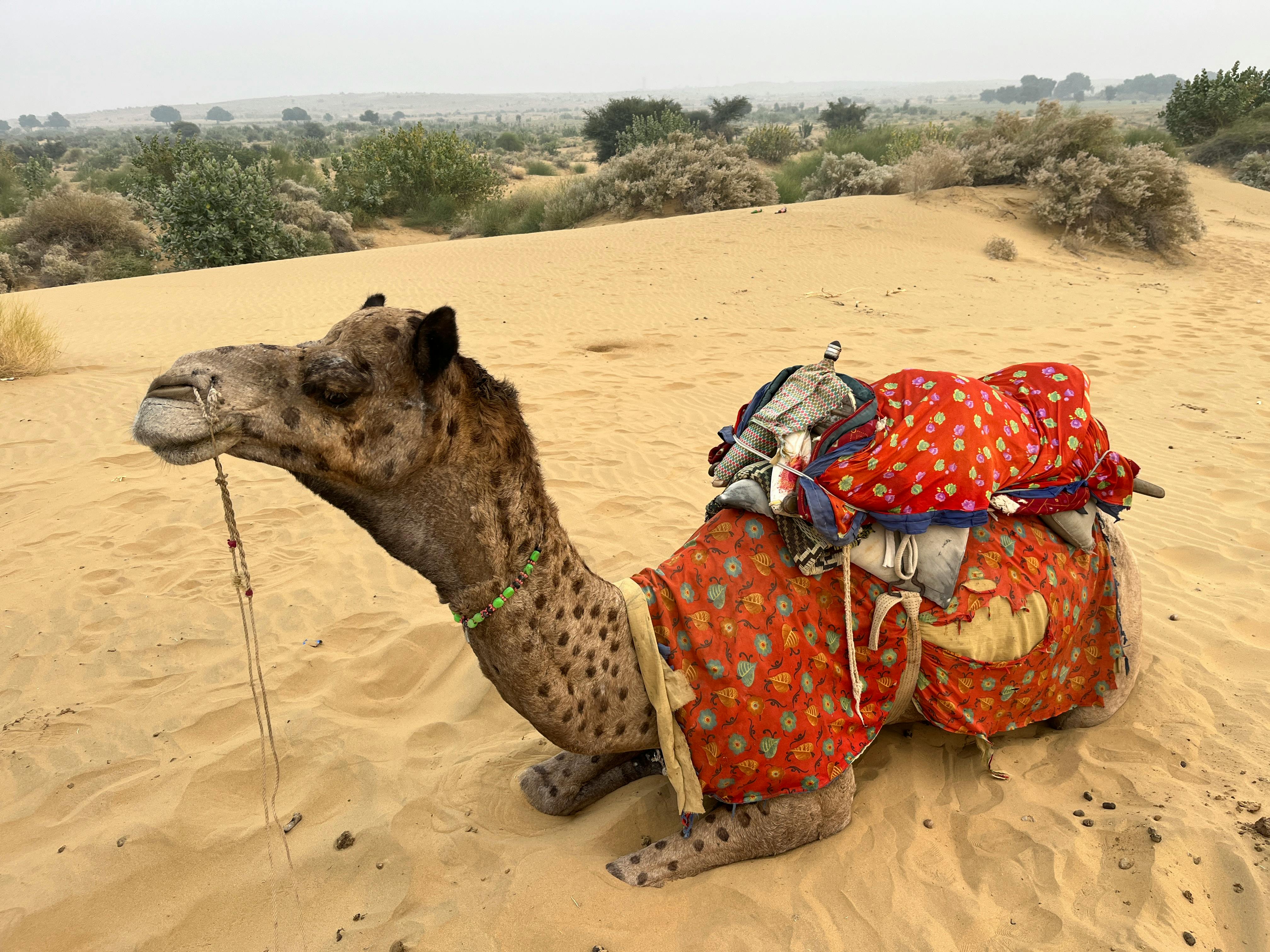 Rajasthan Royal Heritage Tour - 4