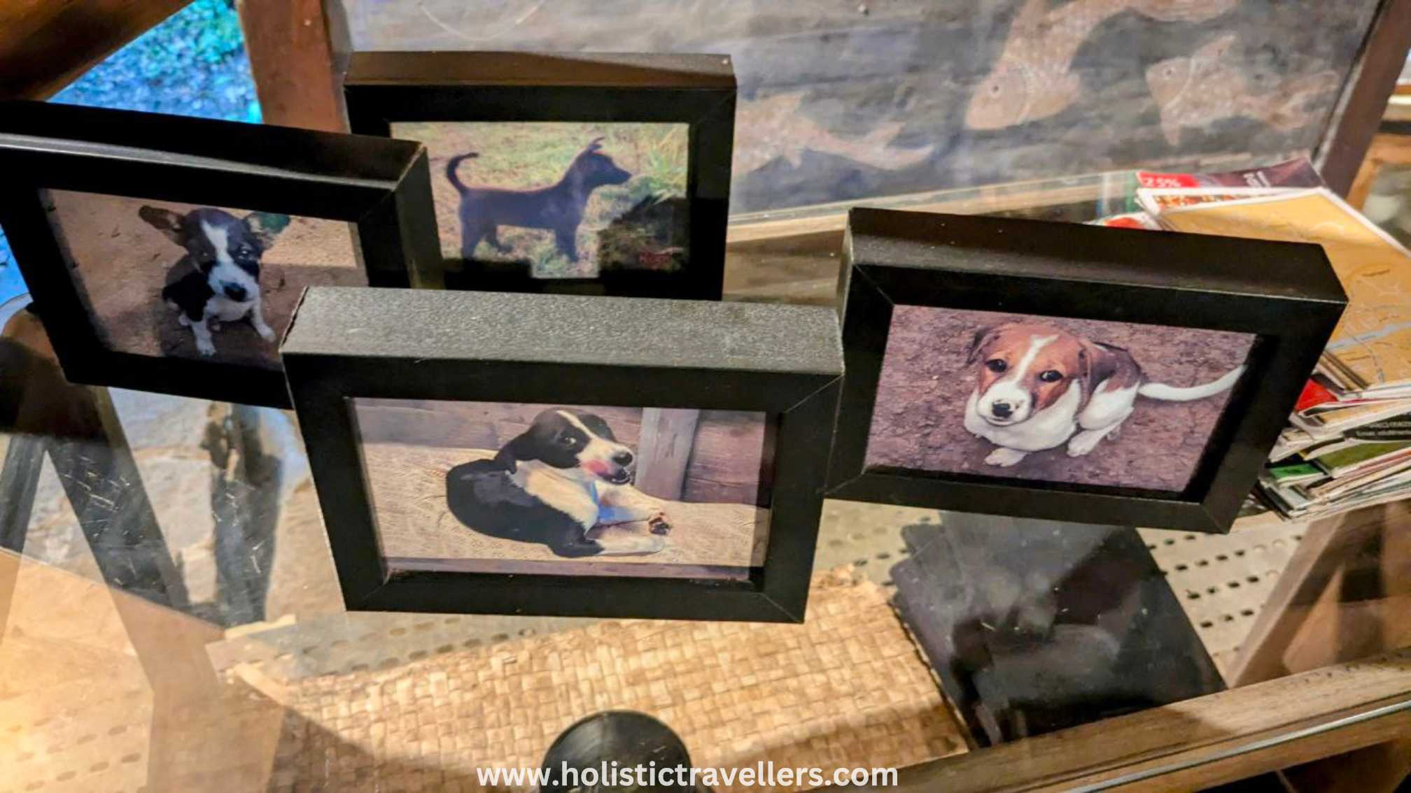 Pets of Galkadawala forest lodge