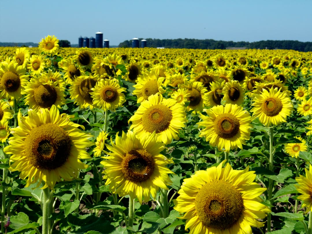 Sunflowers