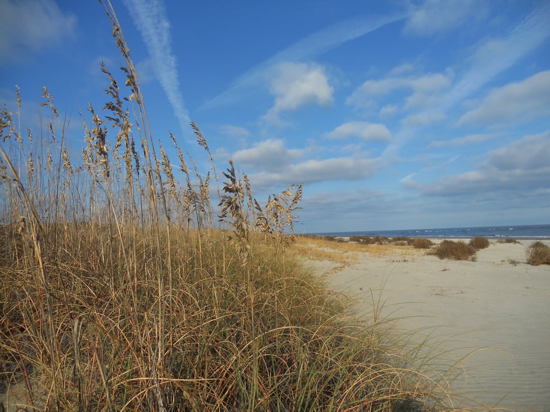 sea oats modified