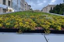 Vegetative roof system