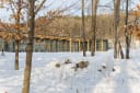 The building, sited near the marshy wetland of Westwood Lake, captures roof rainwater to minimize impact on the watershed.  