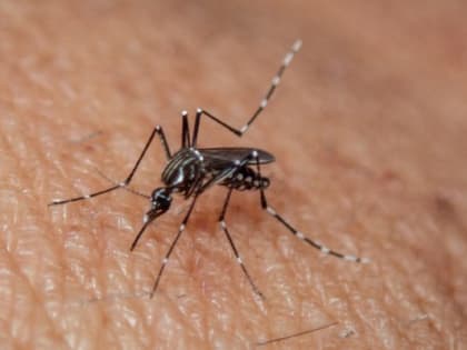 Из-за лихорадки денге власти Пуэрто-Рико ввели режим ЧС