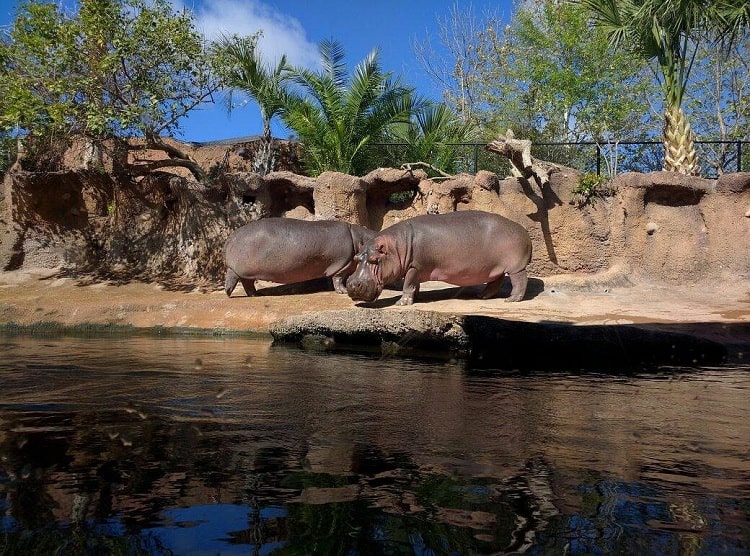 San Antonio Zoo