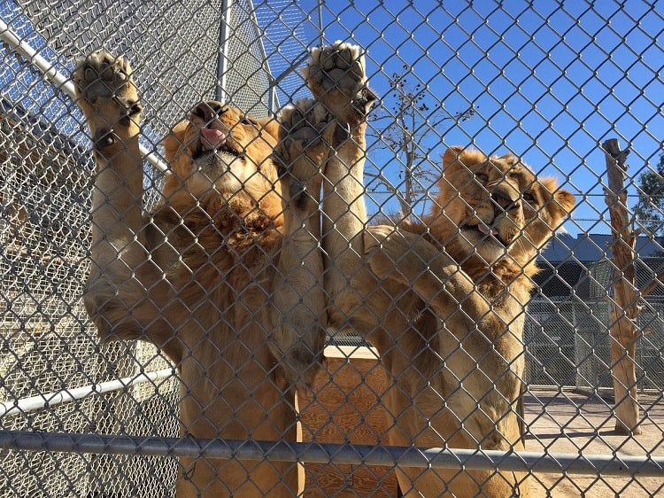 Lion Habitat Ranch