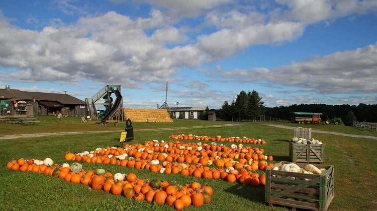 Stokoe Farms