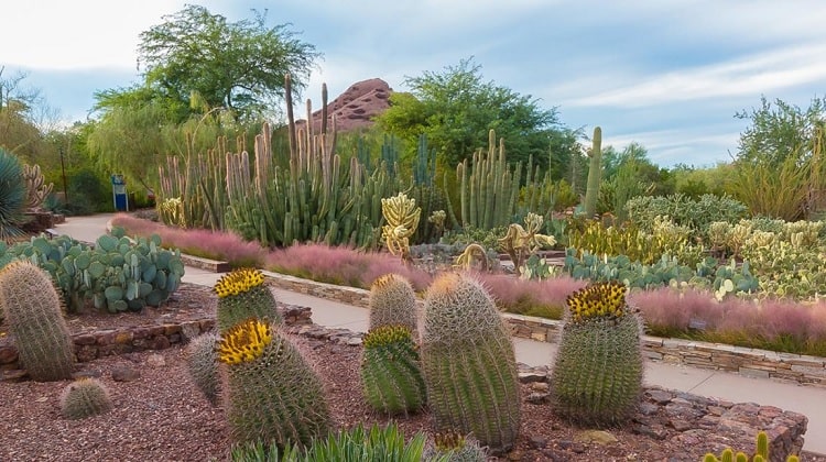 Desert Botanical Garden