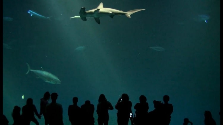 Monterey Bay Aquarium