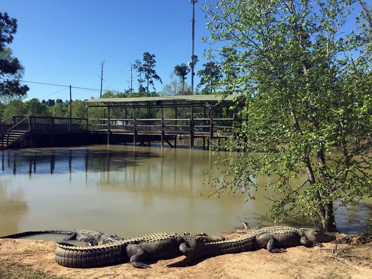 Gator Country