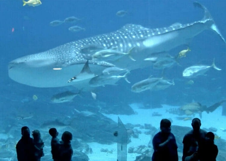 Georgia Aquarium